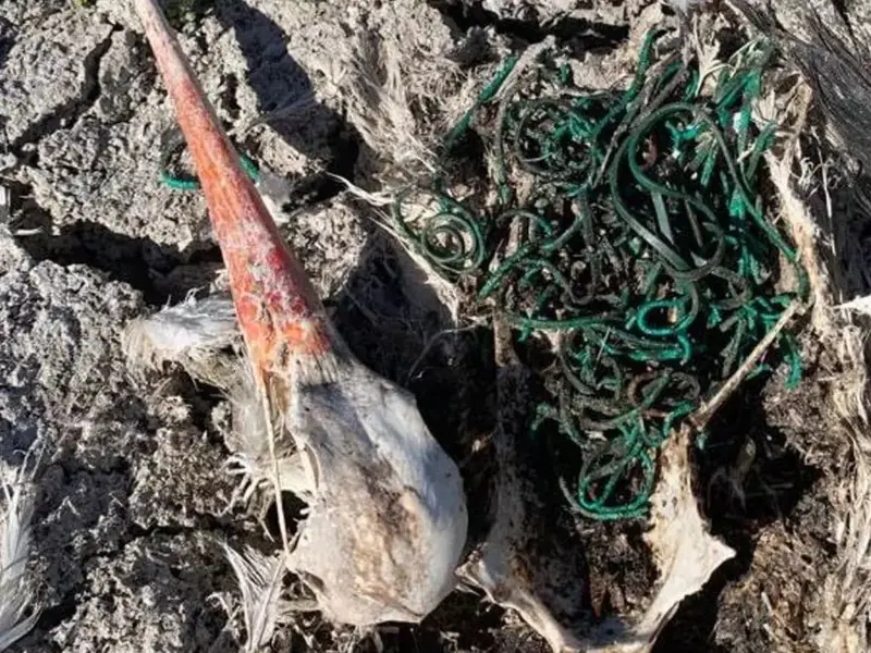 Cigüeña en Doñana muere tras ingerir más de 150 gomas elásticas
