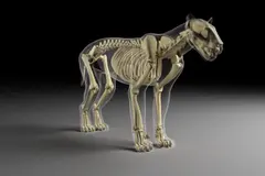 Revelan evolución y habilidades del dientes de sable ibérico Promegantereon ogygia