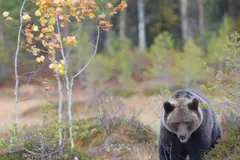 Fallece un joven oso pardo en la Montaña Palentina por atropello