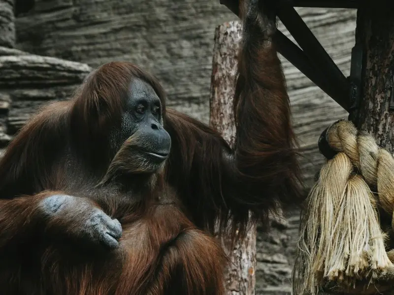 Animalistas proponen cambios a la Ley de grandes simios para mejorar su protección