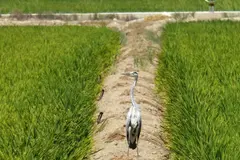 Gobierno destina 80 millones a la preservación del delta del Ebro y planea más inversiones