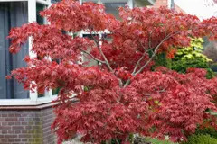 El arce japonés: el árbol ideal para espacios pequeños y balcones