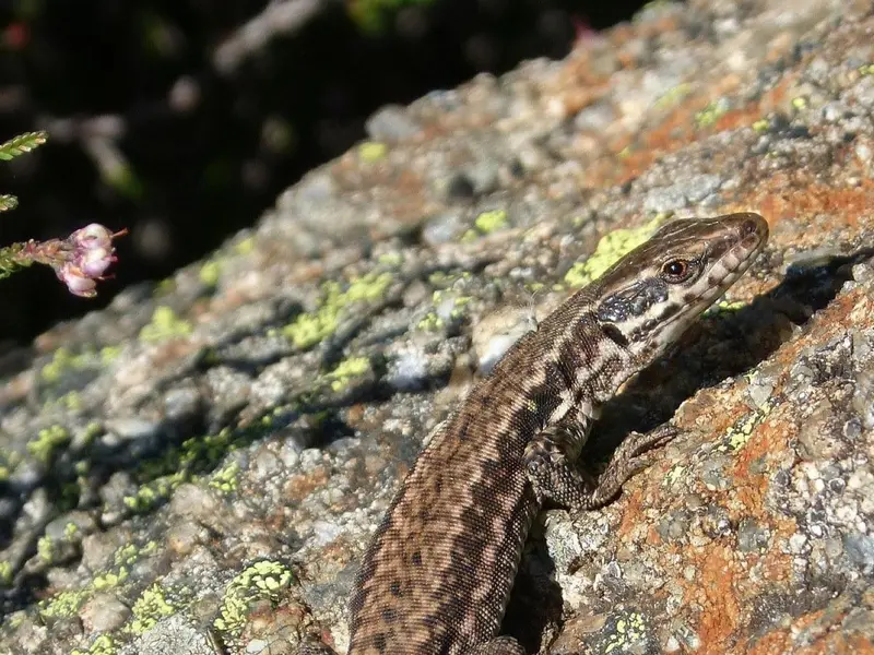 Megaincendios amenazan la supervivencia de lagartijas endémicas en Castilla y León