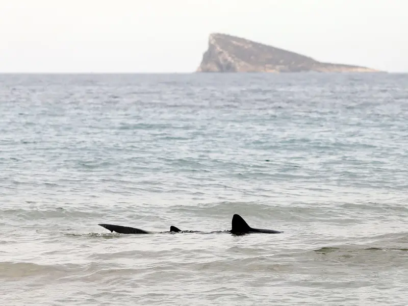 Cataluña, Alicante y Almería, esenciales para la conservación de tiburones del Mediterráneo