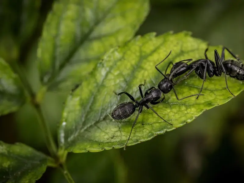 Estudio revela que repoblaciones de pinos no recuperan biodiversidad de bosques maduros