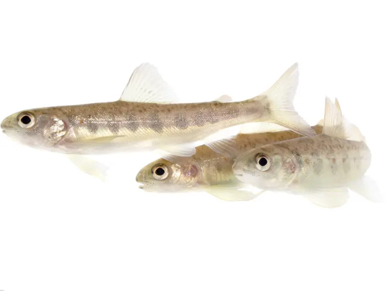 La cocaína altera el comportamiento del salmón en su hábitat natural, según estudio