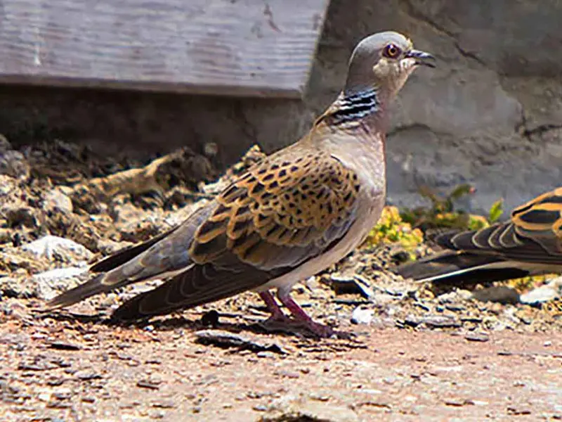 Murcia levanta la moratoria de caza de la tórtola europea con enfoque sostenible