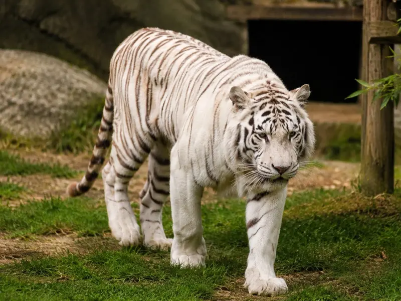 El último tigre de circo en Portugal, Sona, es liberado tras 16 años en cautiverio