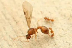 Francia enfrenta la plaga de la hormiga eléctrica, una amenaza para la biodiversidad