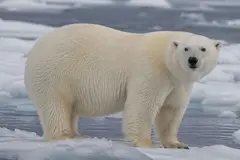 Los osos polares en Svalbard muestran aumento de peso a pesar del deshielo