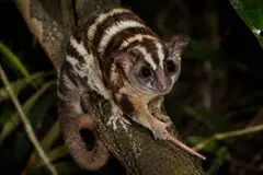 Reaparecen dos marsupiales considerados extintos en Nueva Guinea