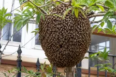 Aumentan los enjambres de abejas en las ciudades de España: ¿qué hacer si te encuentras uno?