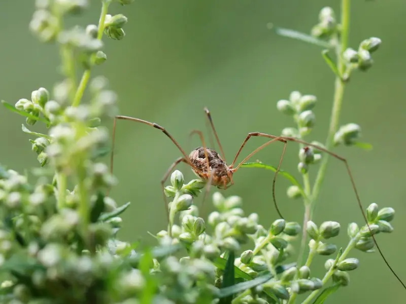 Arañas segadores en Ecuador: nuevos depredadores de ranas en ecosistemas tropicales