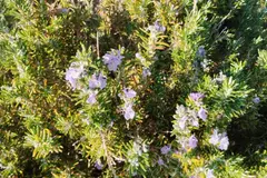 Estudio revela que las plantas pueden ‘contar’ y muestran inteligencia ambiental