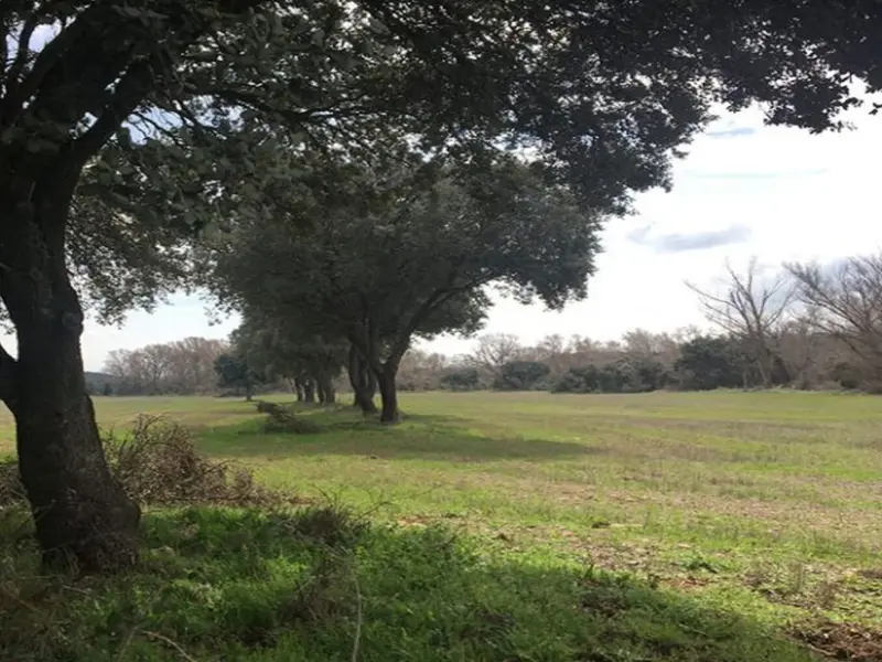 Críticas por la apertura de pistas forestales en La Rioja y su impacto en encinares