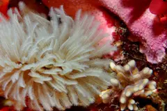 Iniciativa EuroWorm busca identificar especies marinas en riesgo de extinción silenciosa