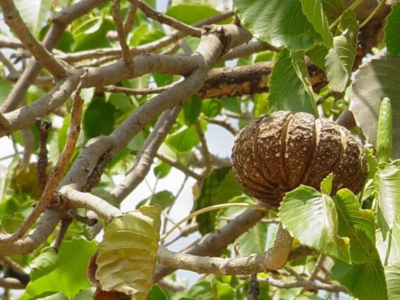 El árbol 'dinamita' que lanza semillas para sobrevivir en la selva tropical