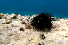 Retiran miles de erizos en Mallorca para proteger bosques submarinos