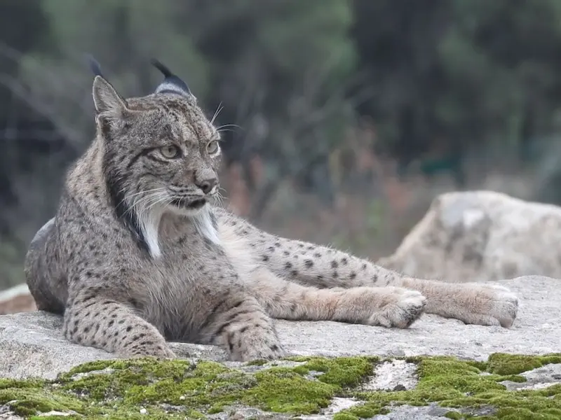 Aragón reintroduce linces ibéricos en el valle del Ebro con seguimiento GPS