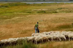 La trashumancia, clave en la conservación de la biodiversidad rural en España