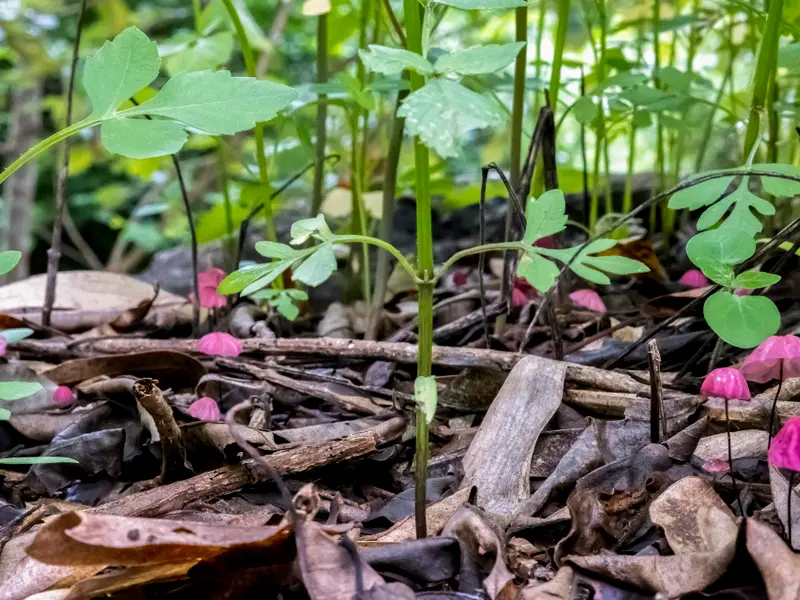 La biodiversidad del suelo es esencial en la lucha contra el cambio climático