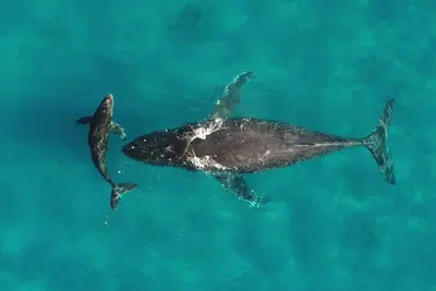 El ruido de la guerra en Ormuz amenaza a las ballenas y su ecosistema marino