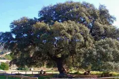 El Chaparro de la Vega, un símbolo de biodiversidad y ecoturismo en Andalucía