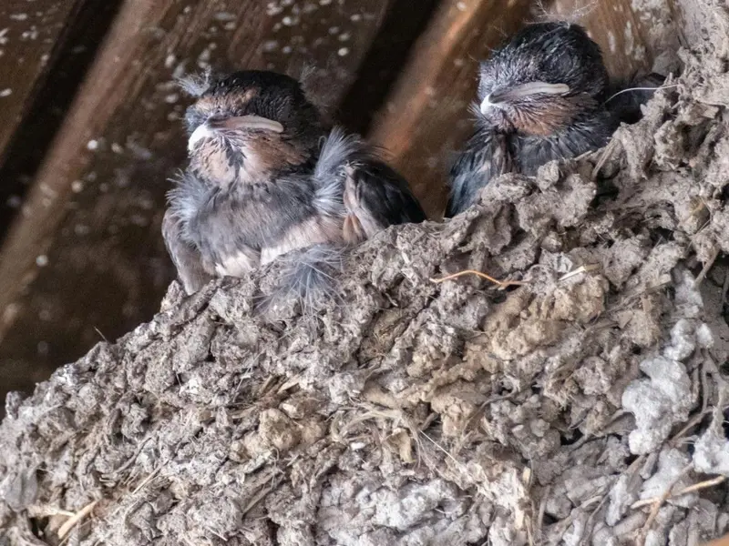 La destrucción de nidos de aves pone en riesgo la biodiversidad urbana en España