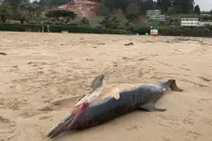 Aparece un delfín muerto en la playa de Bastiagueiro, Oleiros