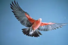 Paralizan sacrificio de 20.000 aves autóctonas tras presión ecologista en Australia