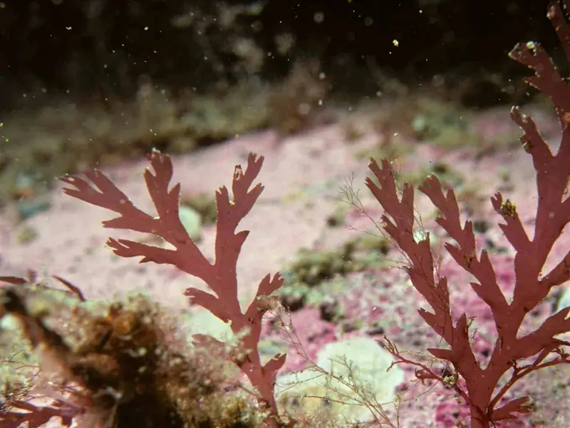 Suecia cultiva macroalgas para transformar residuos oceánicos en materias primas industriales