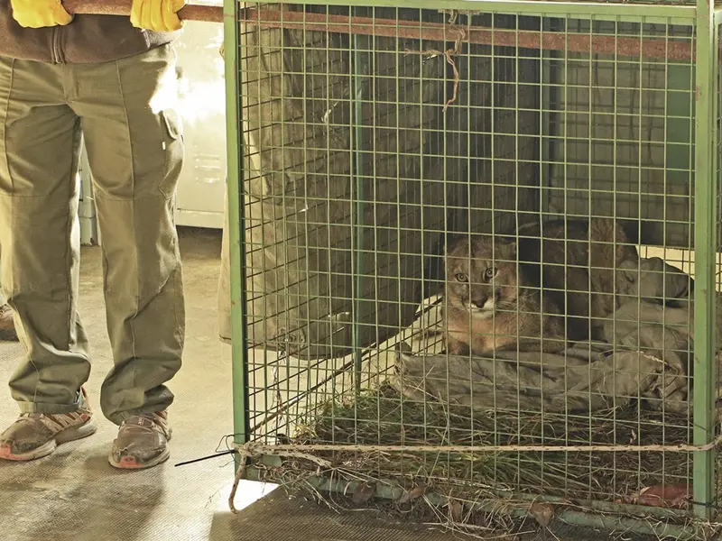 El futuro incierto del cachorro de puma rescatado tras ser atropellado