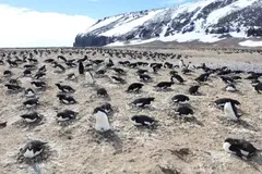 Pingüinos lanzan excrementos y revelan impactos en la atmósfera antártica