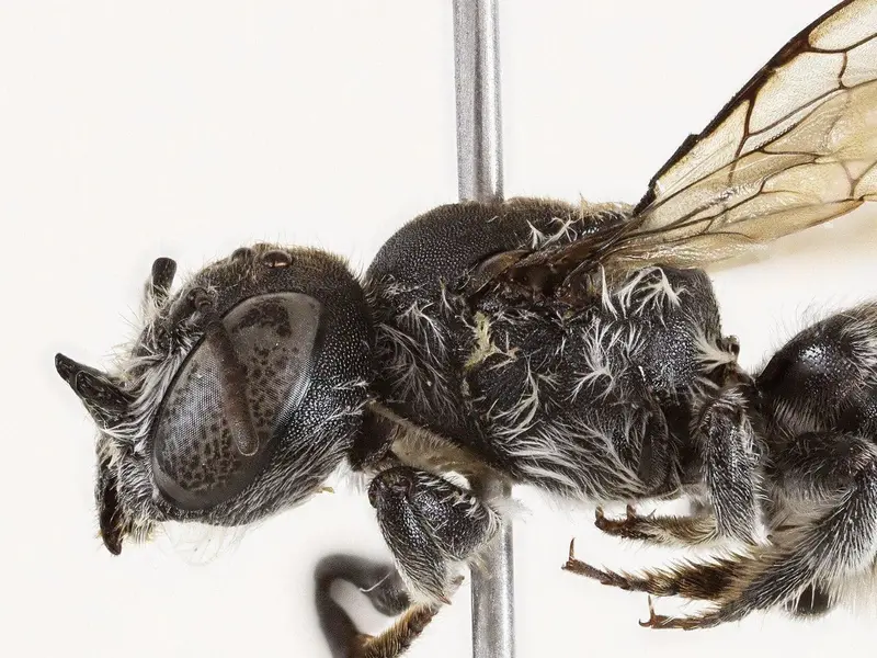 Descubren en Australia una nueva especie de abeja nativa con cuernos