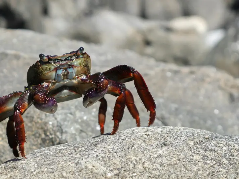 Preocupación por la invasión del cangrejo rojo en Castilla y León