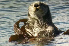 La nutria marina, clave en la restauración de bosques de algas gigantes en California