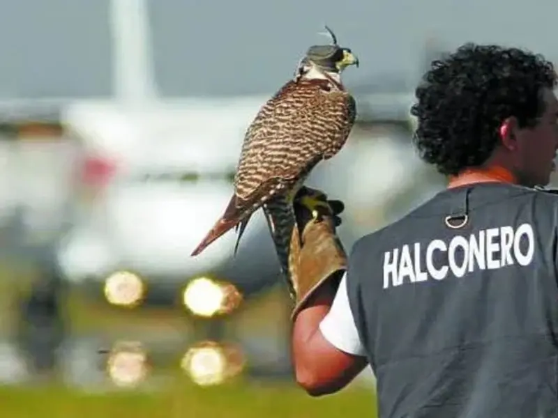 La cetrería en España impulsa seguridad aérea y exportaciones a Oriente Medio