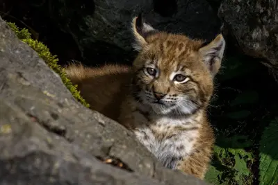 Camada de lince ibérico nace en Cabañeros, un avance para la biodiversidad