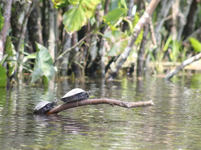 La Amazonía brasileña experimenta una recuperación hídrica tras años de sequía