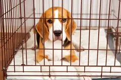 Nueve beagles rescatados de laboratorios buscan un nuevo hogar en España