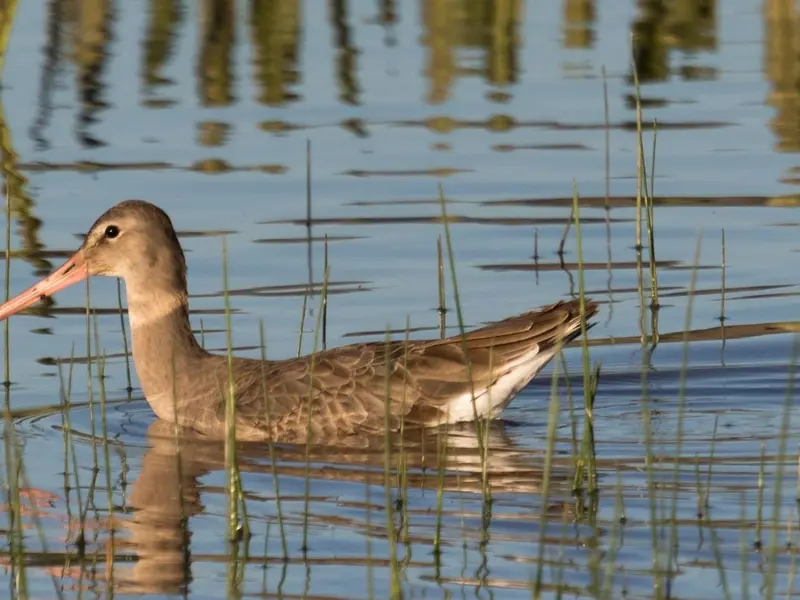 El turismo ornitológico revitaliza humedales en Doñana y promueve visitas