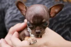 Reglamento europeo busca frenar la cría irresponsable de mascotas con características extremas