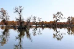 China logra un cinturón verde en el Taklamakán, pero enfrenta retos para su sostenibilidad