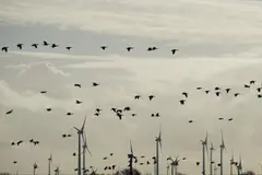 La energía eólica favorece la protección de aves y ecosistemas en España
