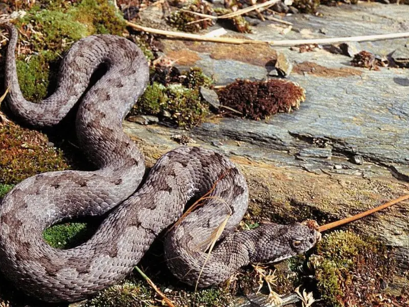 Cómo identificar serpientes venenosas y actuar ante mordeduras este verano