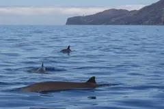 Gestión ineficaz amenaza la protección de áreas marinas en Canarias
