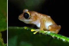 La Planada en Colombia pierde el 67% de sus especies de anfibios en 35 años