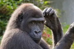 Hallazgo de Masripithecus moghraensis reescribe la historia de los simios humanos