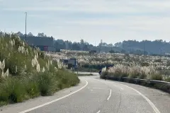 La flora invasora, un desafío crítico para la gestión forestal en Galicia