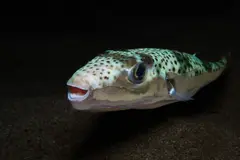 La psilocibina reduce la agresividad en peces sin afectar su vida social